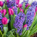 Výsadba jarných cibuľovín do vrstiev