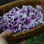 Využitie slezu ako liečivej rastliny