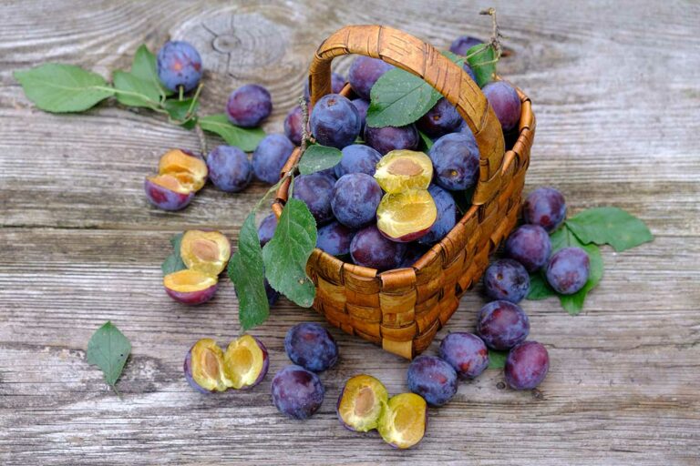 8 dobrých rád o slivkách a jej odrodách, ktoré pozná iba skúsený ovocinár