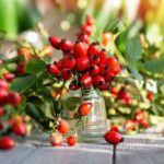 Ako pestovať ružu šípkovú