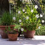 Zazimovanie exotických druhov rastlín