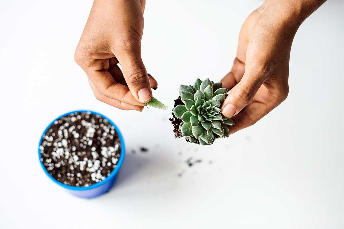 Odobratie niekoľko lístkov z rastliny na rozmnoženie