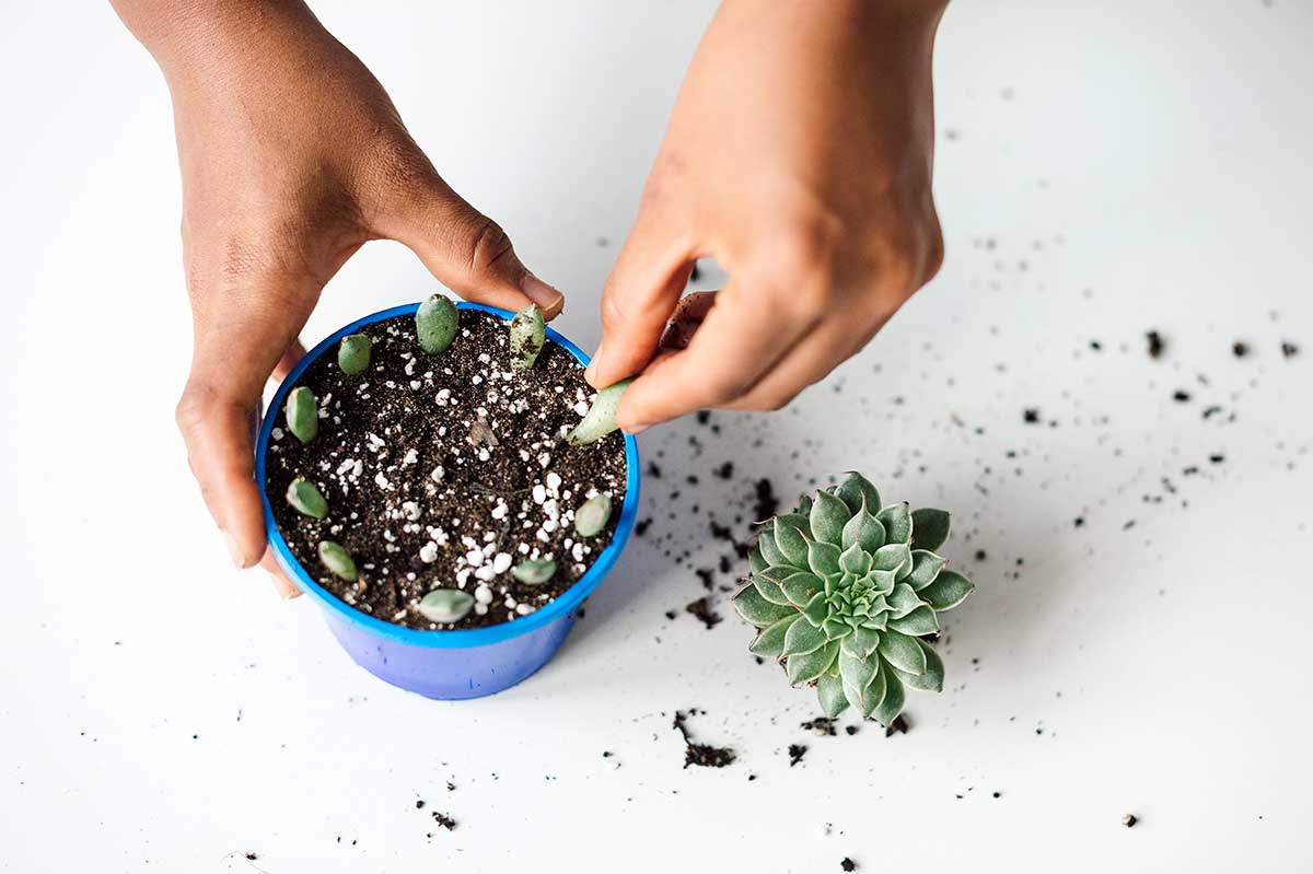 Zatlačenie listu do substrátu