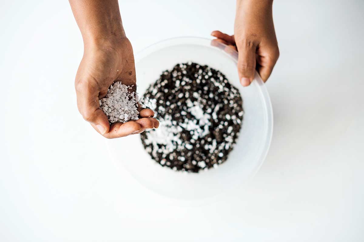 Príprava substrátu na rozmnoženie graptopetalu