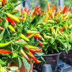 Ako prezimovať čili papriky