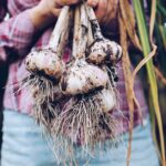 Choroby a škodce cesnaku