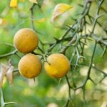 Citrónovníkovec trojlistý