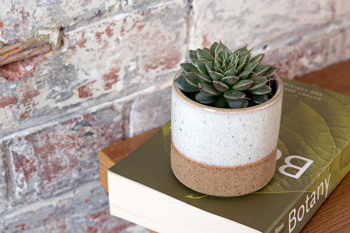 Graptopetal niťonosný