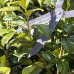 Kedy strihať vavrínovec