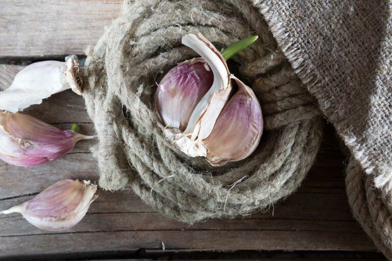 3 najčastejšie mýty o pestovaní cesnaku: To, čo platilo voľakedy, neplatí dnes!