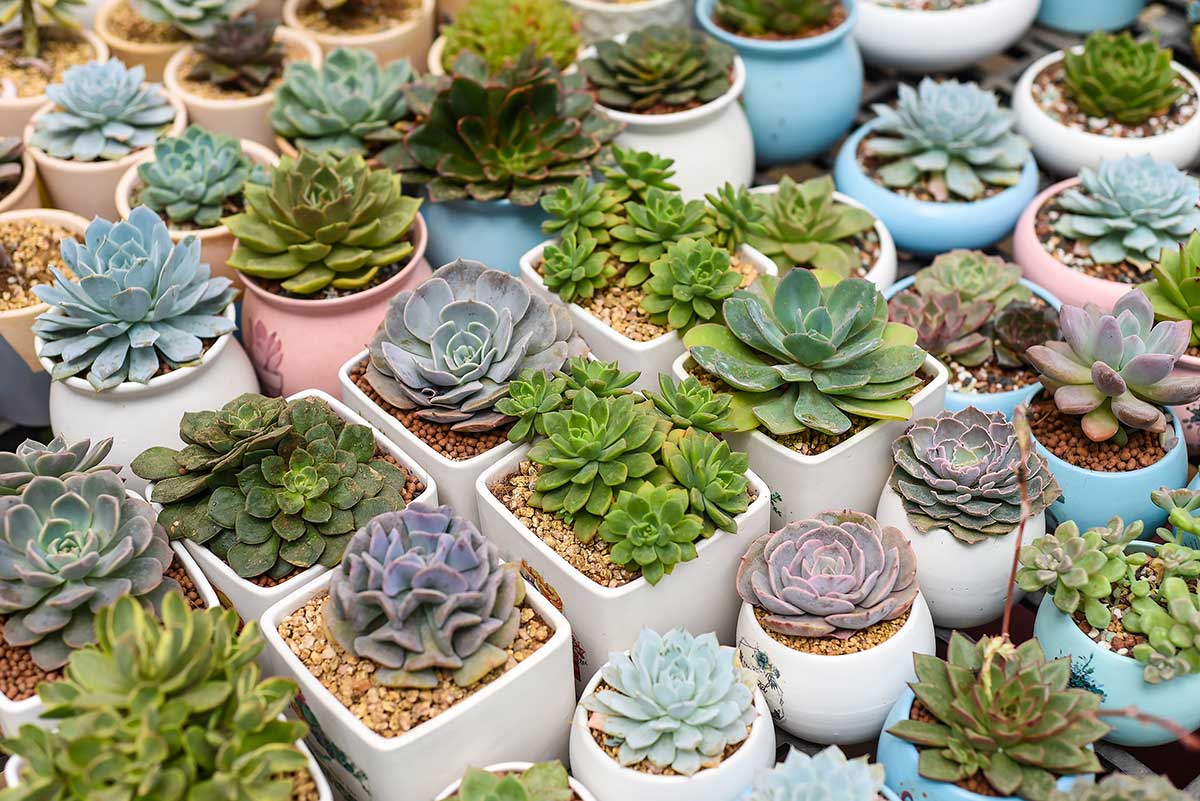 Sukulenty graptopetal