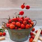 Šípky ruže Karpatia