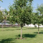 Vhodné podpníky na vysokokmene jabloní a hrušiek