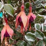 Ako prezimovať chúlostivé rastliy