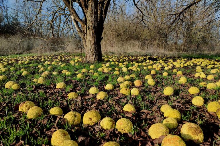 Zvláštne plody, ktoré vyzerajú ako pomaranče? Zistite o tomto nenápadnom strome viac