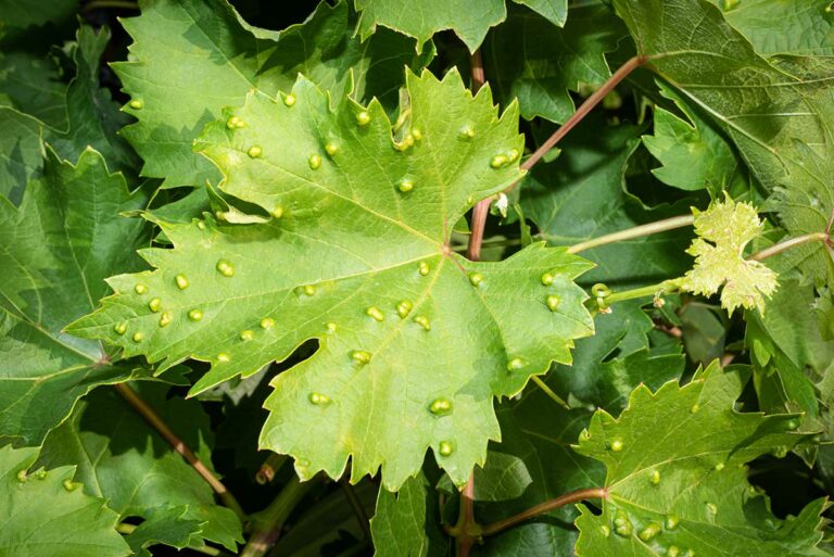 Dravé roztoče v ochrane sadov a vinohradov: Ako sa ujímajú svojej úlohy?