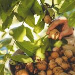 Zásady pestovania orechov v záhrade