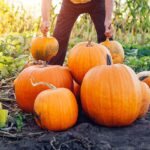 Čas na zber zrelých tekvíc