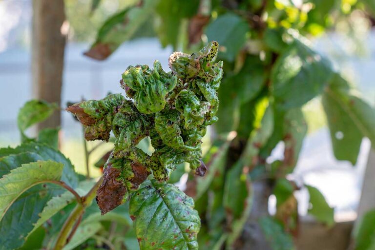 Prečo sa krútia listy na čerešni? Spôsobujú to tieto malé škodce, vysvetľuje odborníčka