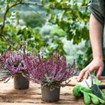 Vresy ako jedny z kvitnúcich jesenných trvaliek