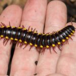 Mnohonôžka Chondrodesmus cf riparius