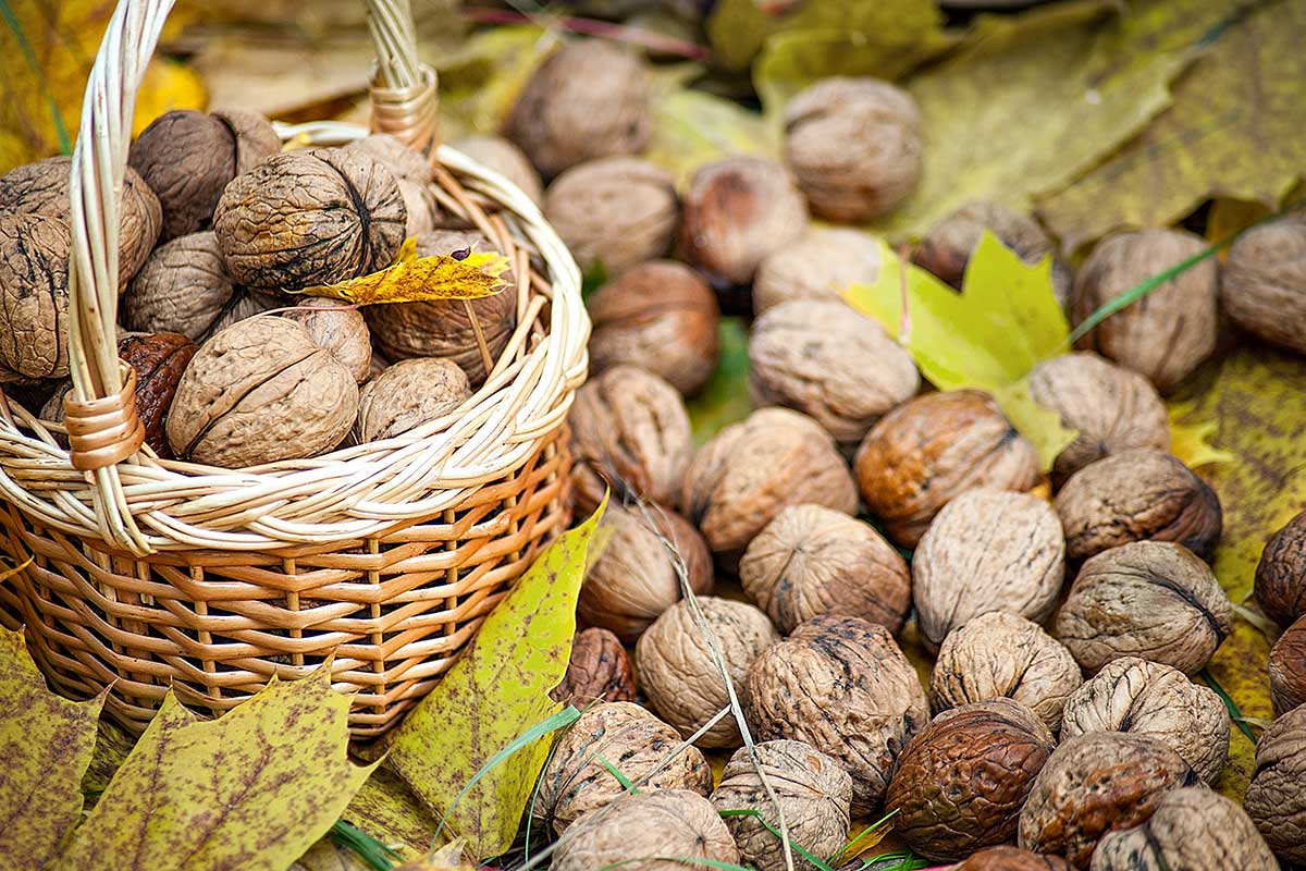 Nové odrody orecha kráľovského, ktoré odporúča ovocinár