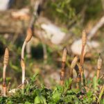 Stonky s výtrusnicami prasličky roľnej v jarnom období