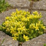 Rozchodníky v medzere chodníka