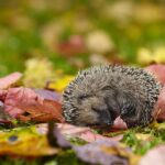 Spiaci ježko v lístí