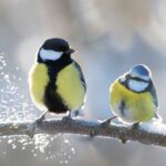 Sýkorka veľká a sýkorka belasá