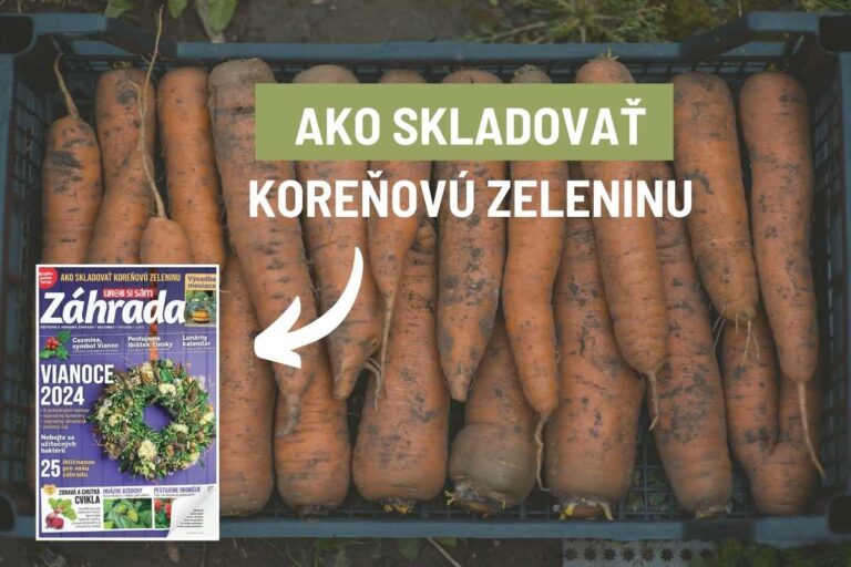 Ako to robili naše babičky, že im zelenina vydržala čerstvá až do jari? Pozrite si veľký prehľad
