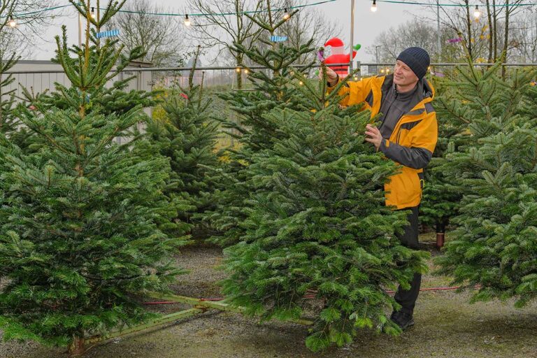 Čo by ste mali vedieť pred kúpou živého vianočného stromčeka: Prečítajte si 4 užitočné rady