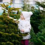 Ako vybrať živý vianočný stromček