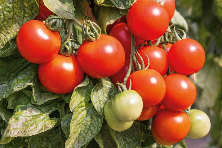 Nový rok, nové výzvy: Vyskúšajte unikátne odrody pre váš balkón aj záhradu