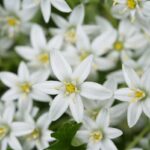 Kvet s názvom betlehemská hviezda