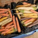 Najčastejšie chyby pri skladovaní koreňovej zeleniny