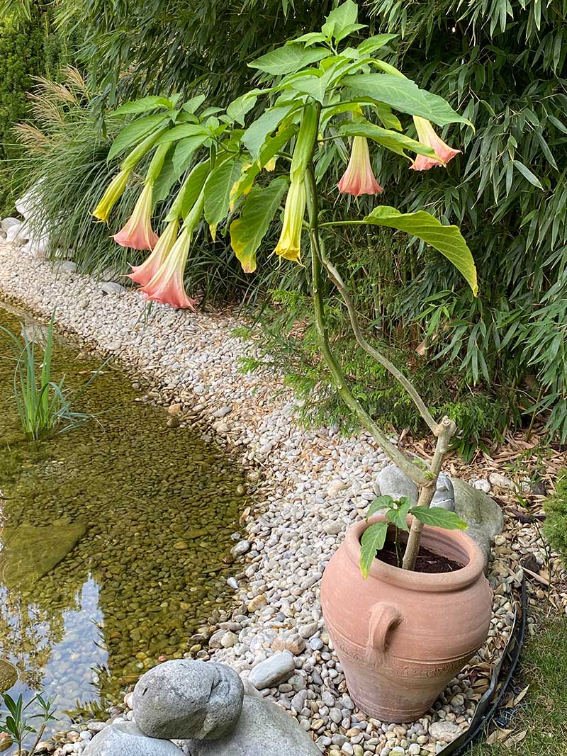 Brugmansia