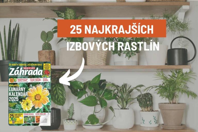 Vyberáte izbovky podľa krásy? Skúsená záhradníčka zostavila prehľad tých najkrajších