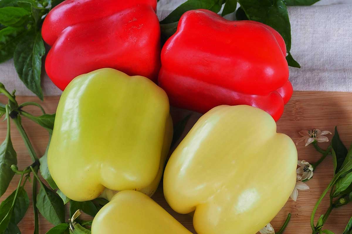 Paprika ročná ‘NELA F1’