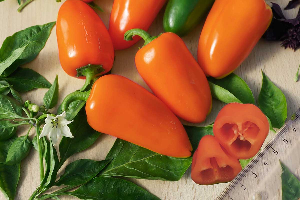 Paprika baby ‘ORANKA’