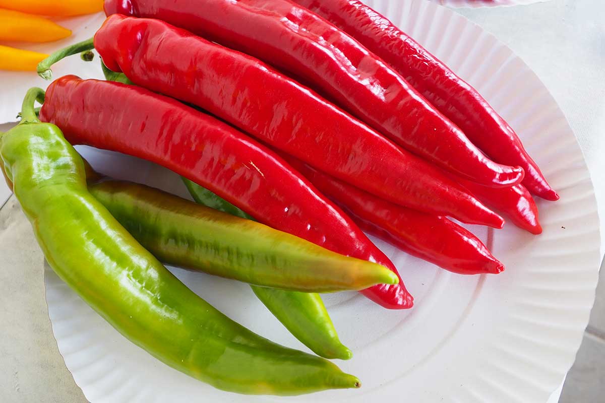 Paprika ročná ‘TONGUA F1’