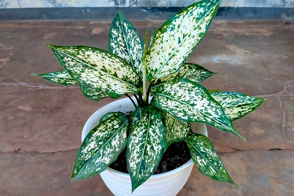 Aglaonema ‘Snow Flake’