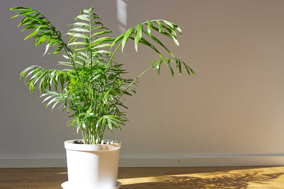 Chamédorea úhľadná