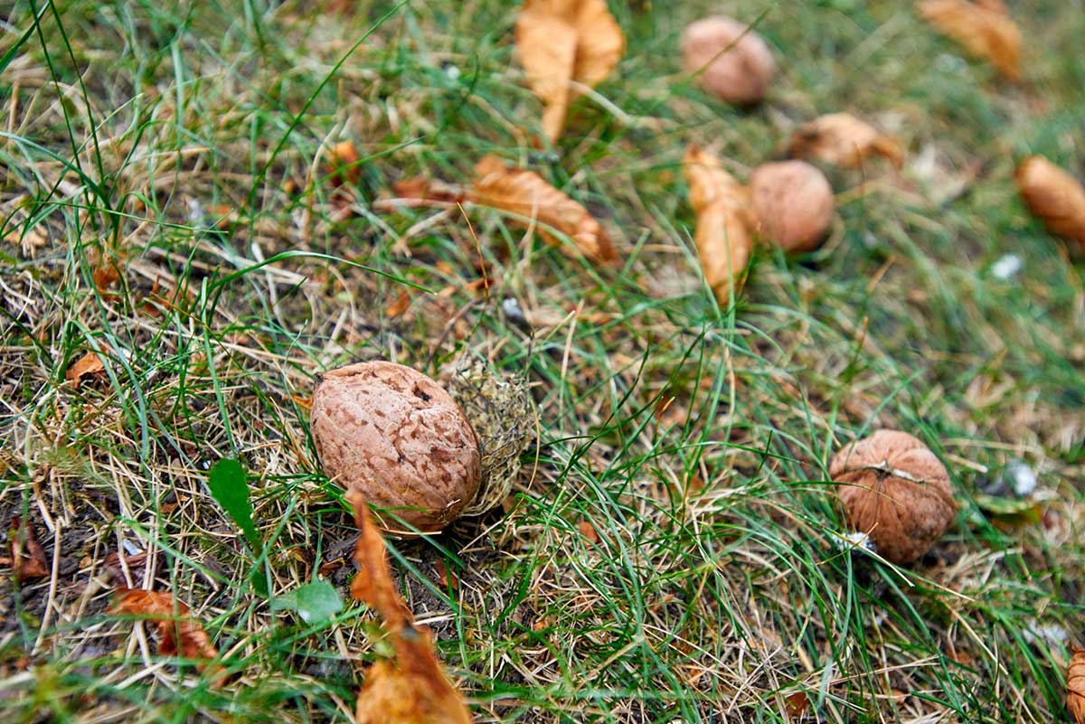 Čo sadiť pod orech