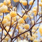 Pestovanie edgevortie v záhrade