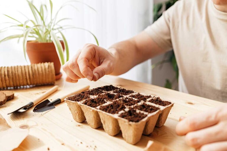 Sprievodca pestovaním odrôd MoravoSeed: Čo odporúčame vysievať vo februári?