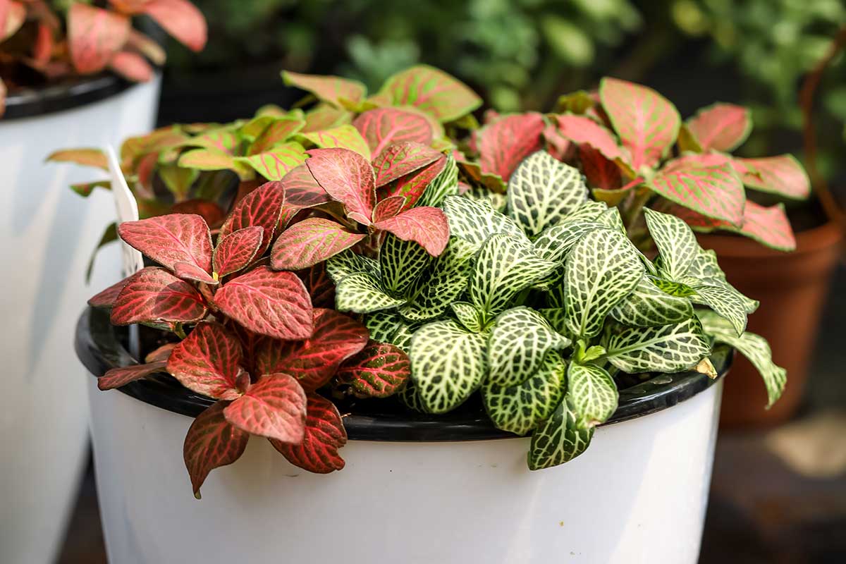 Fitónia Verschaffeltova