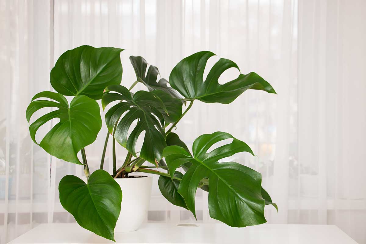 Monstera skvelá