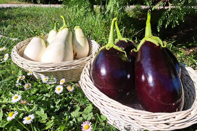 Vyskúšajte novinku medzi baklažánmi – Sirius F1