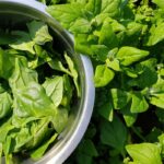 Pestovanie a zber novozélandského špenátu